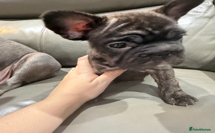 French Bulldog dogs - Advert 13