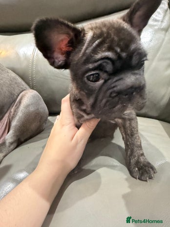 French Bulldog dogs - Advert 13