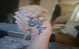 Sphynx cats for sale: Snow coated shpynx with sky blue eyes - Image 2