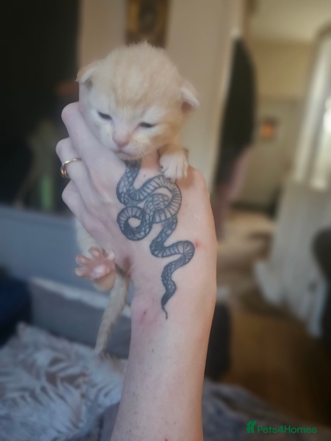 Sphynx cats for sale: Snow coated shpynx with sky blue eyes - Image 2