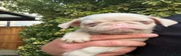 Pug dogs for sale: Prestige Pink Pug Puppies KC reg. Ready to leave - Advert 29