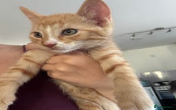Mixed Breed cats for sale: Ginger kitten male  - Image 2