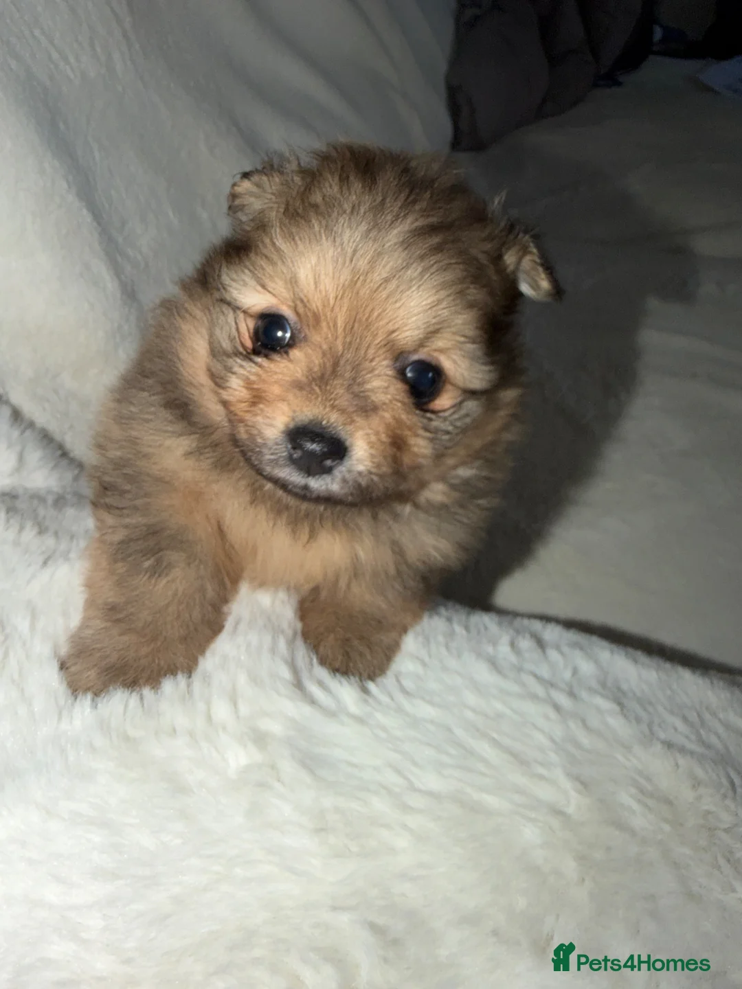 Pomeranian dogs for sale: Beautiful Pomeranian puppies ready soon in Hemel Hempstead - Advert 2
