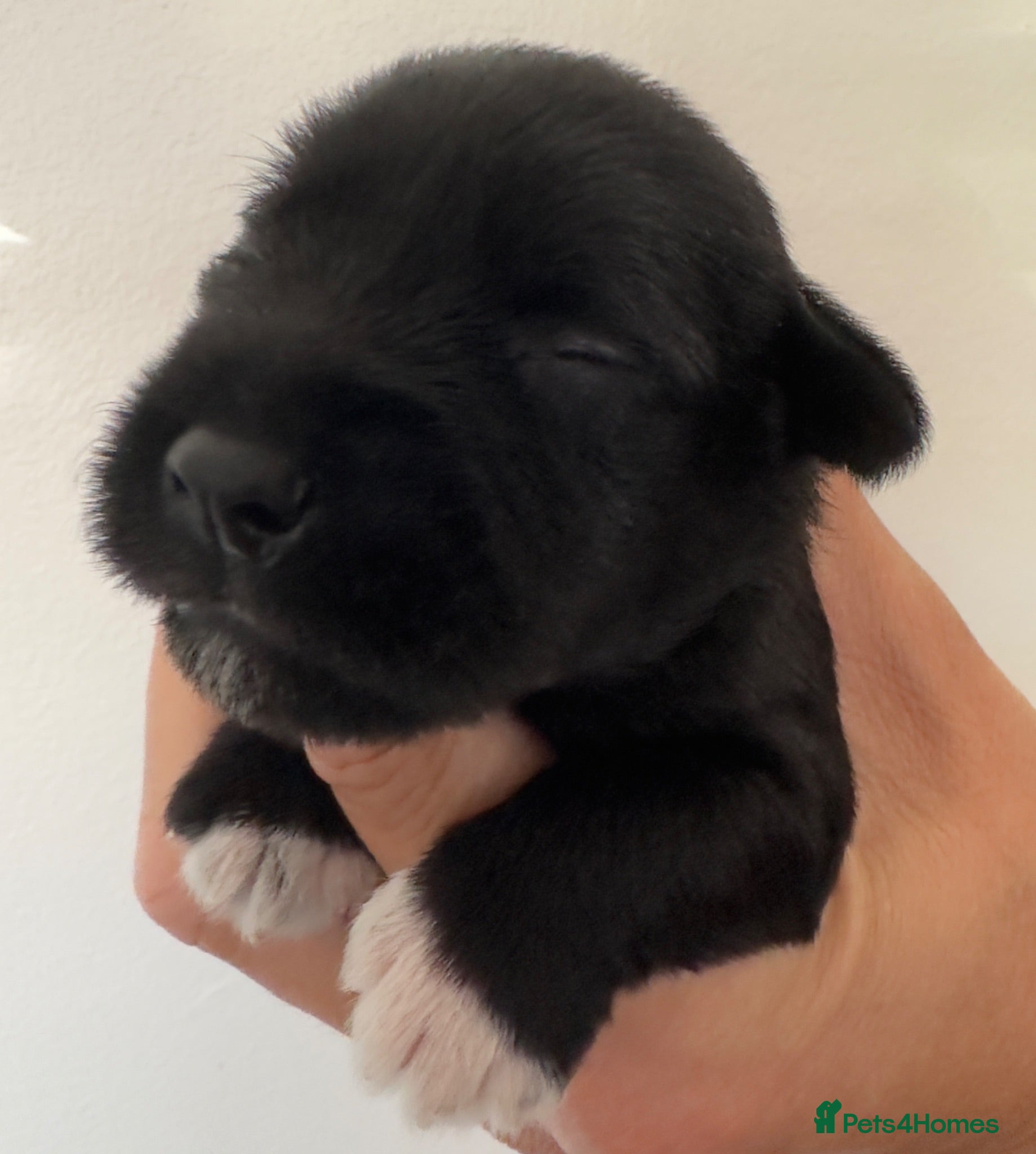 Miniature Schnauzer dogs 💙💙KC MINI SCHNAUZER PUPS BOYS 💙💙 - Advert 13