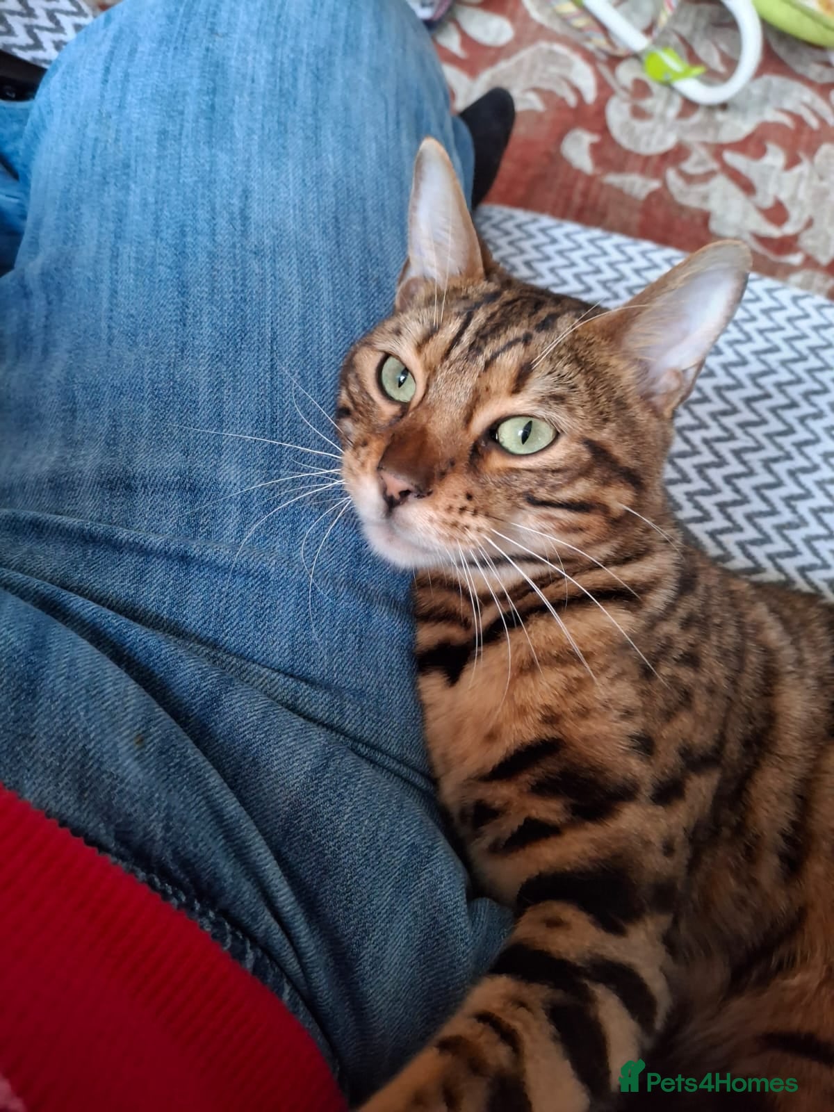 Bengal cats Pure breed Bengal cat - Advert 7