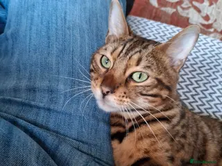 Bengal cats Pure breed Bengal cat - Advert 7