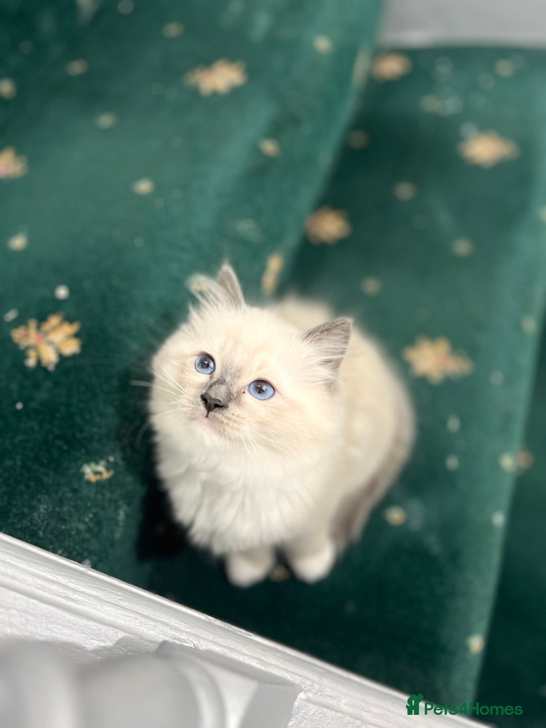 Ragdoll cats for sale: Meet Special joy - Image 15