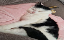Domestic Shorthair cats for sale: Gorgeous affectionate boy - Image 3
