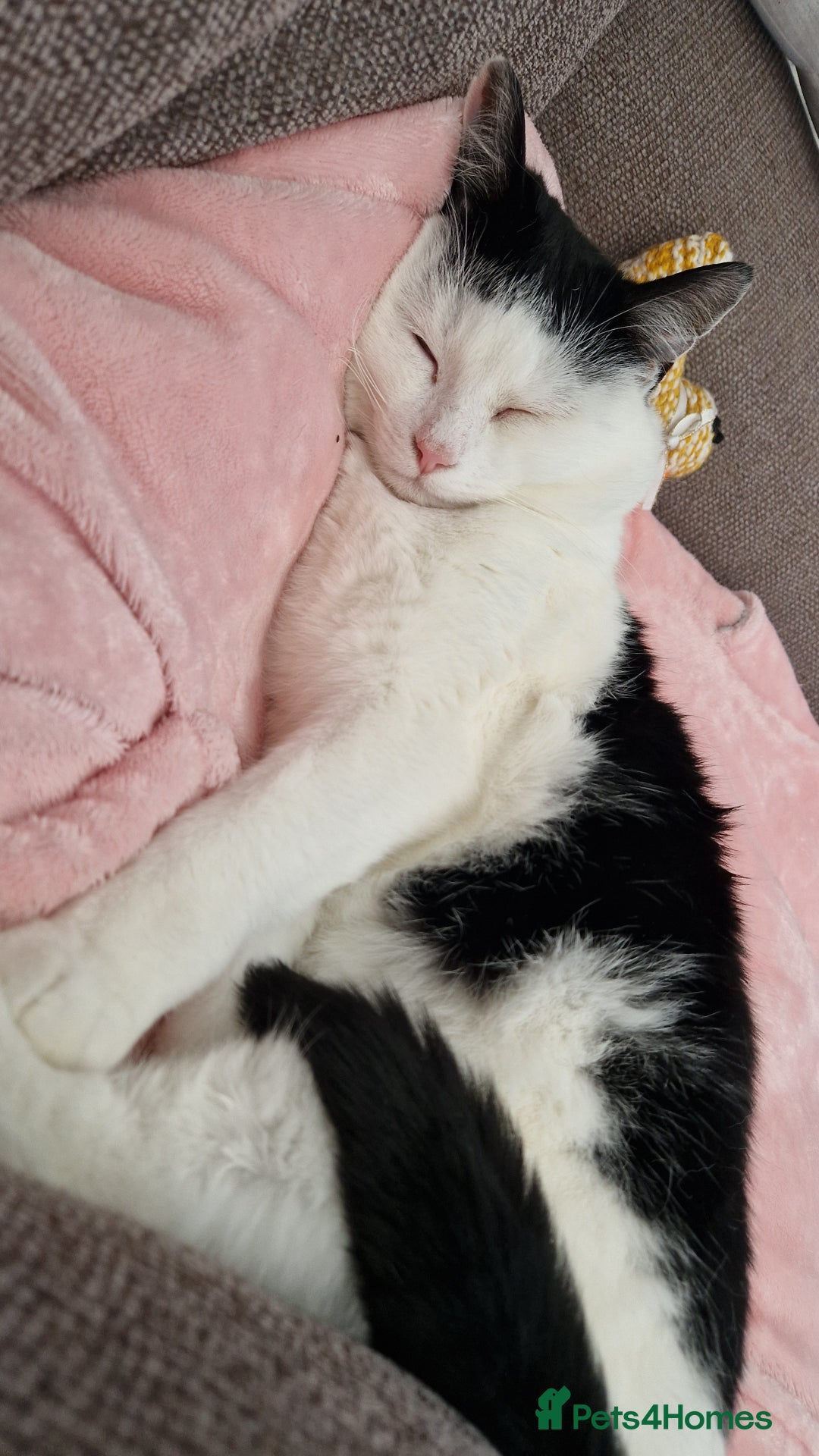 Domestic Shorthair cats for sale: Gorgeous affectionate boy - Image 3