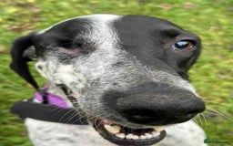 Mixed Breed dogs for adoption: Zara needs a loving home  - Advert 4