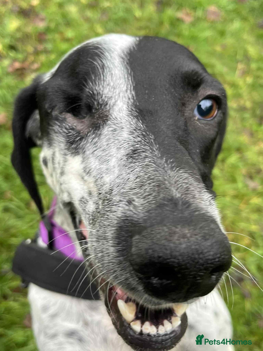 Mixed Breed dogs for adoption: Zara needs a loving home  - Advert 4