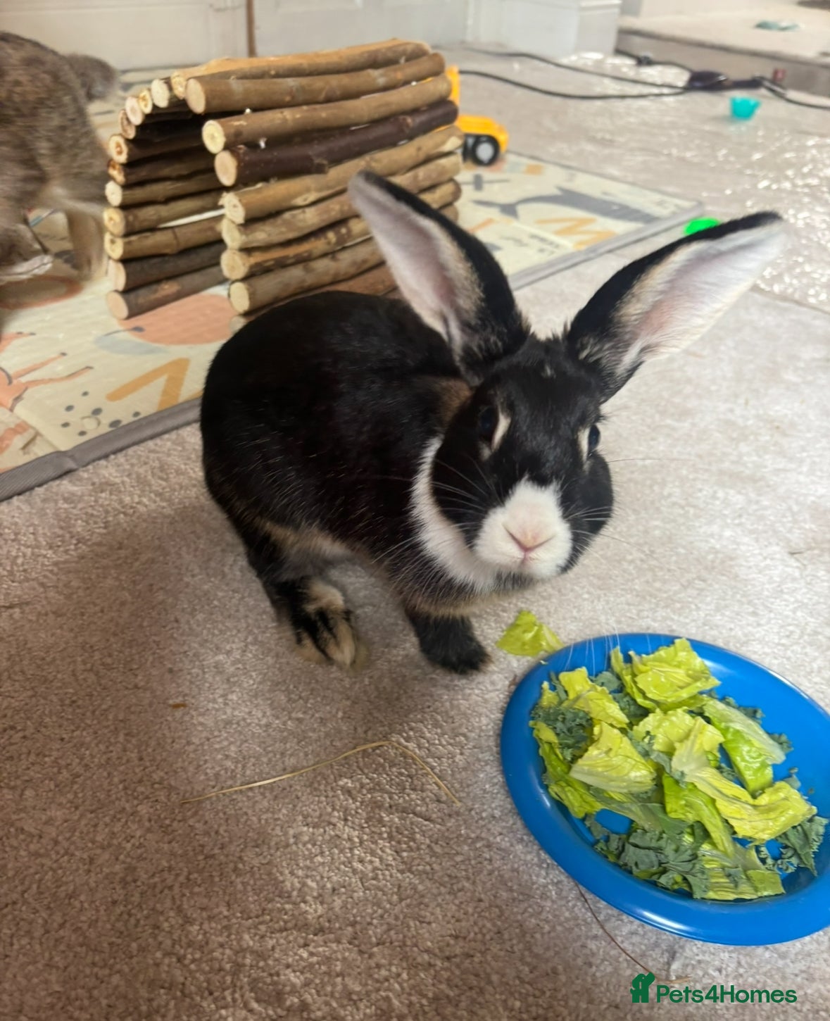 English rabbits Rabbits  - Advert 21