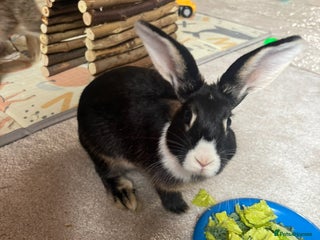 English rabbits - Advert 7