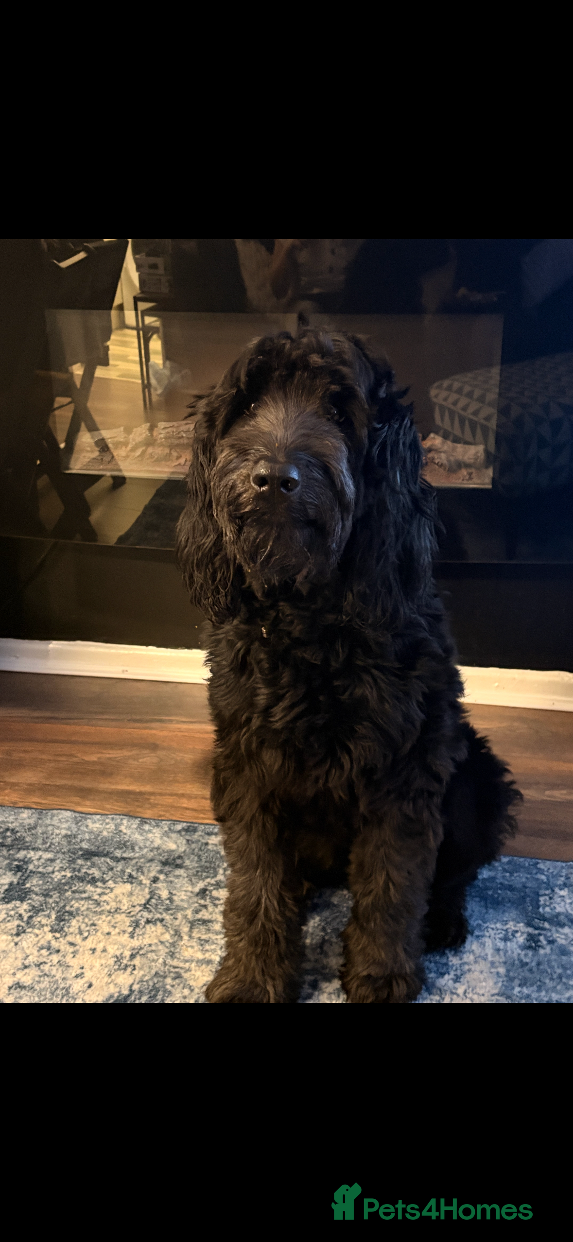 Mini Goldendoodle dogs Gorgeous litter Mini Goldendoodles, Therapy mum  - Advert 1