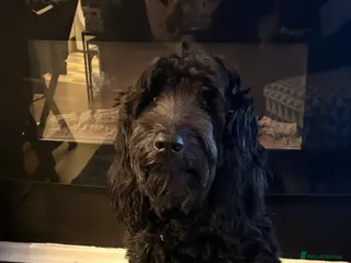 Mini Goldendoodle dogs Gorgeous litter Mini Goldendoodles, Therapy mum - Advert 1