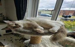 Ragdoll cats for sale: Stunning Tri colour ragdoll kitten  - Image 7