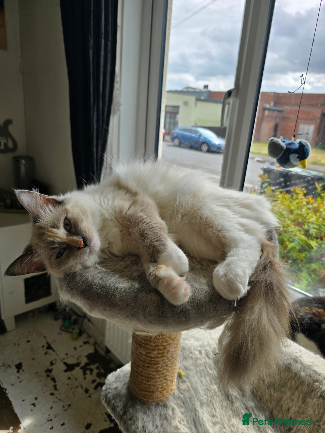 Ragdoll cats for sale: Stunning Tri colour ragdoll kitten  - Image 7