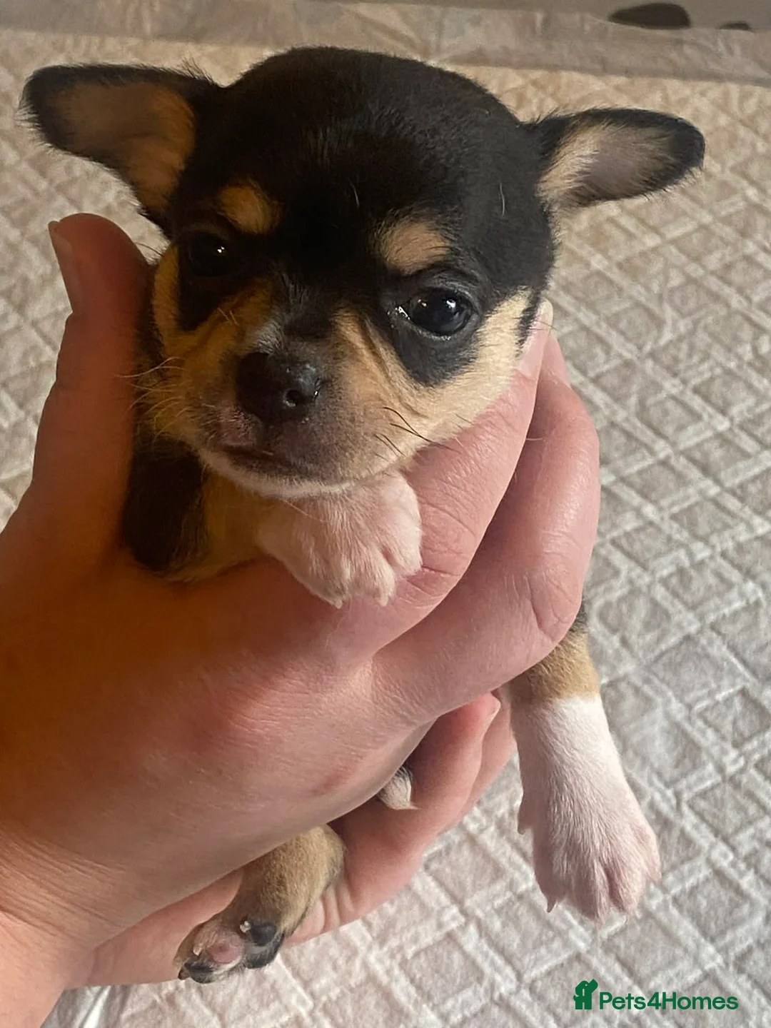 Chihuahua dogs for sale: chihuahua puppis for sale  - Advert 7