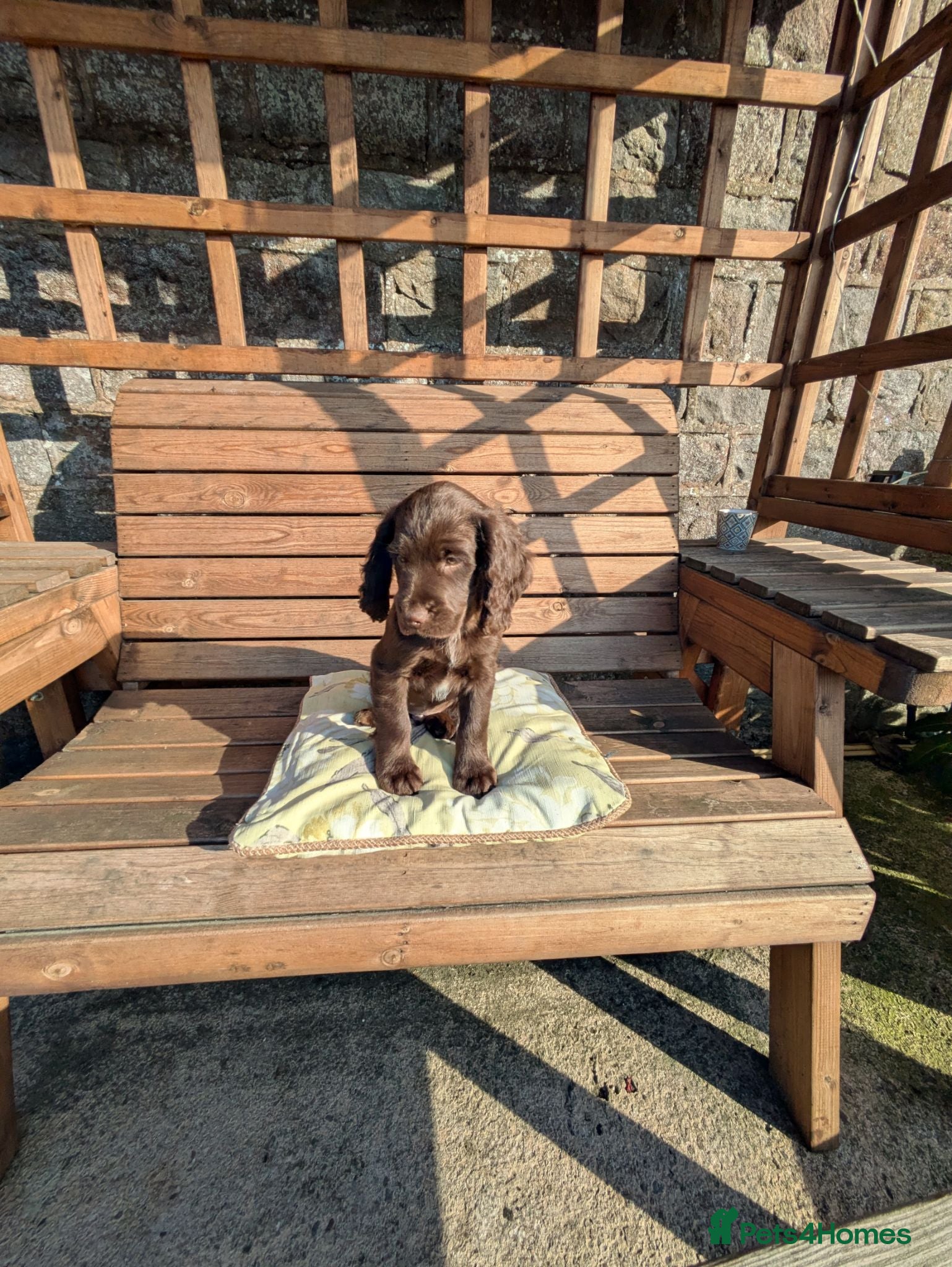 Cocker Spaniel dogs Outstanding Working Cocker Spaniel pups for sale - Advert 16