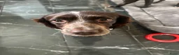Cocker Spaniel dogs for sale: Cocker Spaniel Male - Advert 1