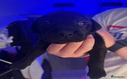 Mixed Breed dogs for sale: Beautiful Labrador cross puppies🐶 - Image 6