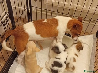 Mixed Breed dogs Adorable Puppies for sale - Advert 3
