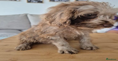 Cockapoo dogs - Advert 6
