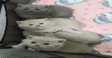 British Shorthair cats - Advert 16