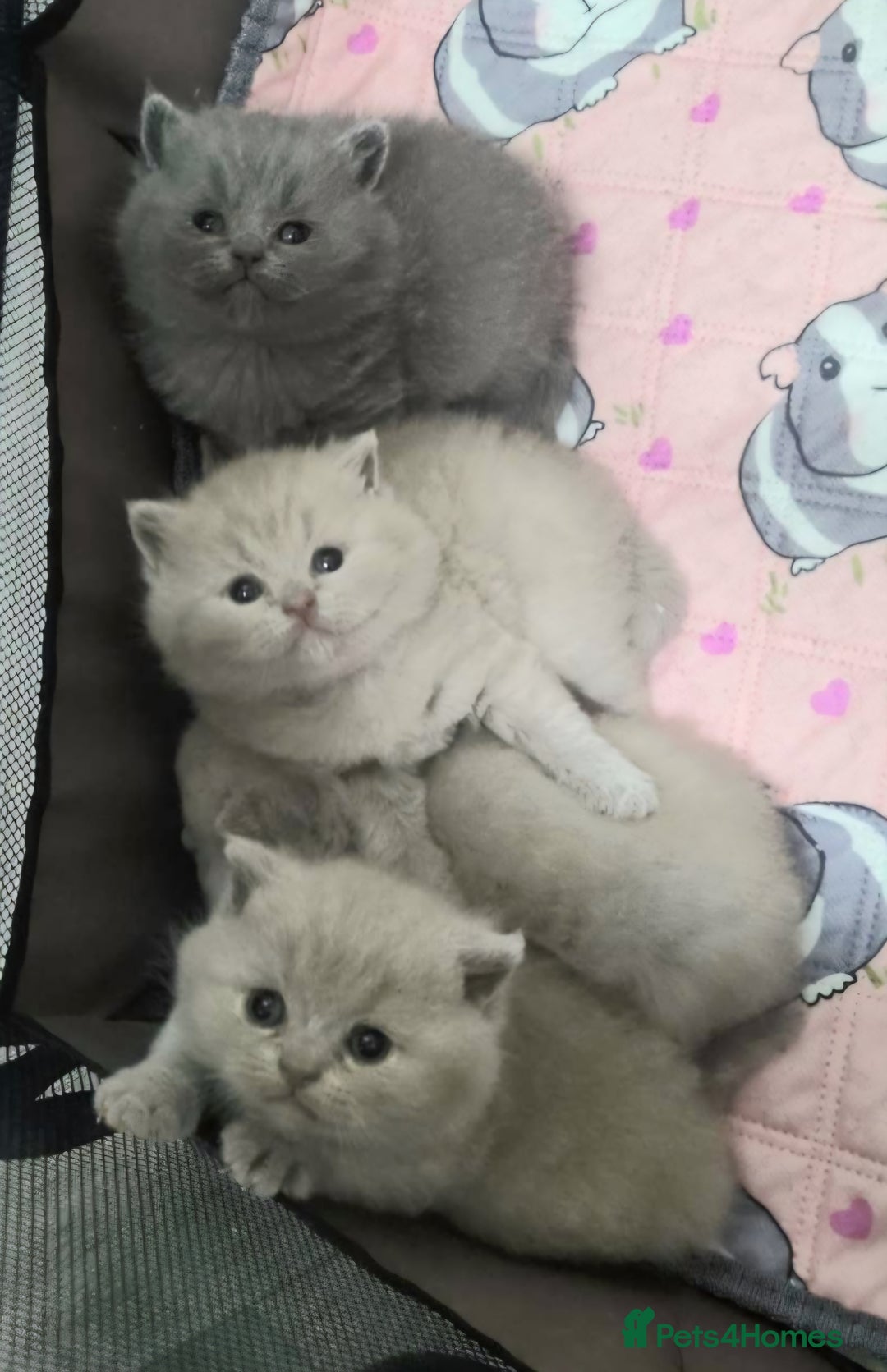 British Shorthair cats for sale: British shorthair GCCF pedigree ready christmas - Image 3