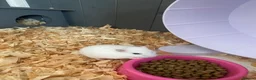 Hamster rodents for sale: Donate Hamster, Looking for a new home in Telford - Advert 4