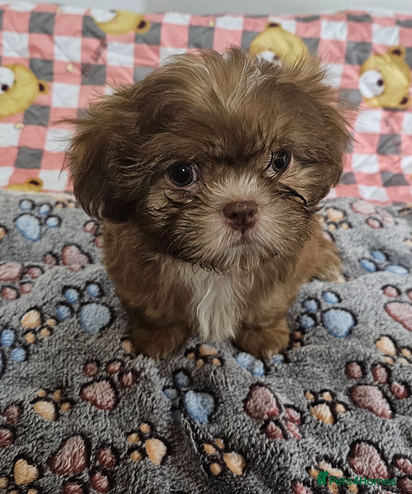 Shih Tzu dogs Choc Liver Shih Tzu puppies - Advert 10