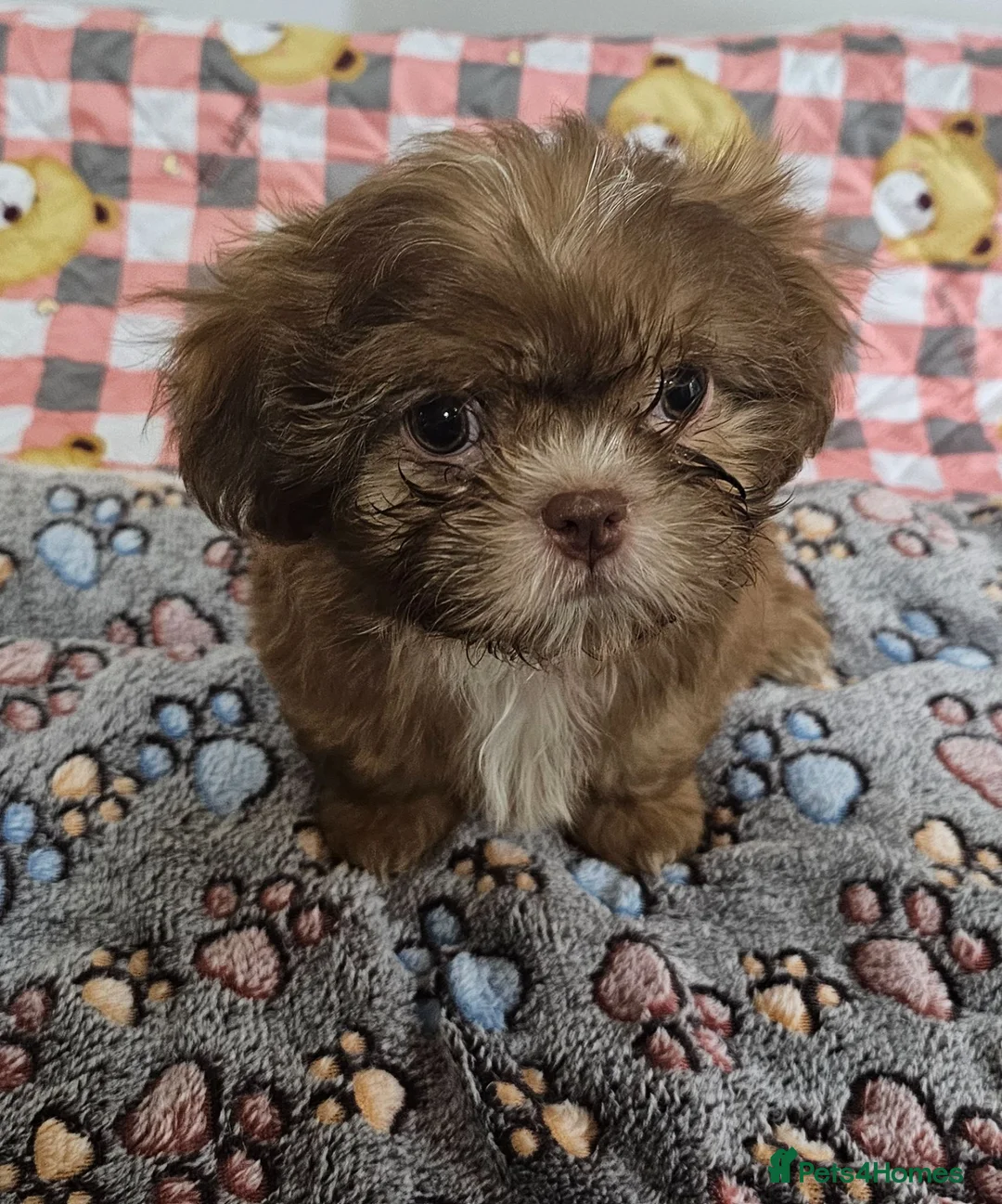 Shih Tzu dogs for sale: Choc Liver Shih Tzu puppies - Advert 1