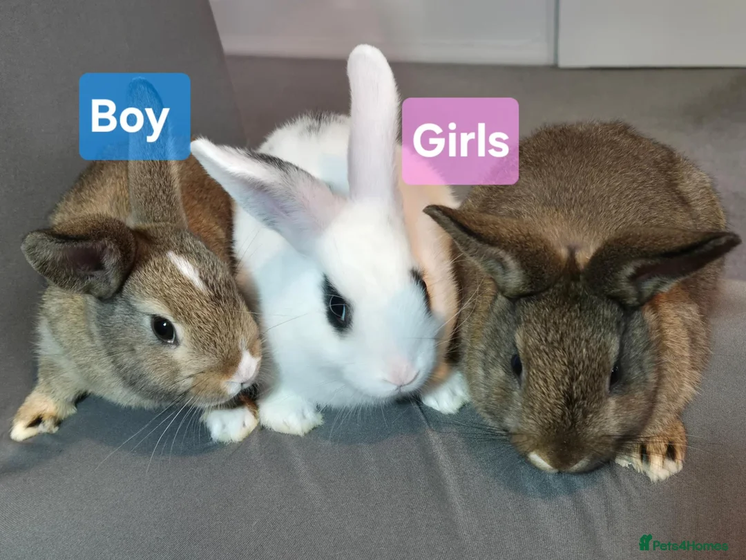 Mixed Breed rabbits for sale: Three Friendly Mixed-Dwarf Kits - Advert 2