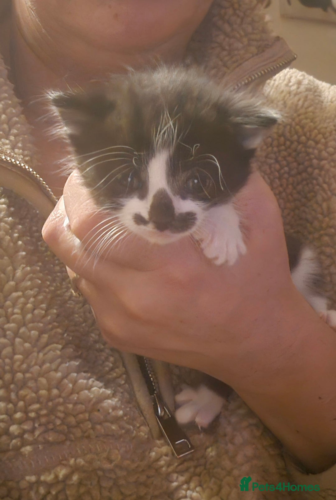 Mixed Breed cats for sale: Beautiful mix breed letter - Advert 5