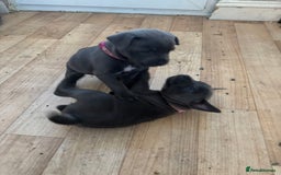 Staffordshire Bull Terrier dogs for sale: 6 x stunning blue eyed staffs puppies - Image 5