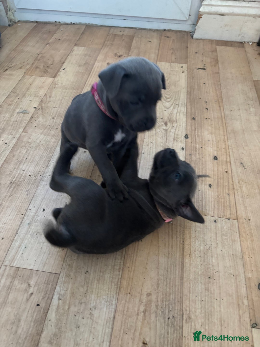 Staffordshire Bull Terrier dogs for sale: 6 x stunning blue eyed staffs puppies - Image 5