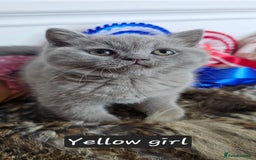 British Shorthair cats for sale: British short hair kittens - Advert 19