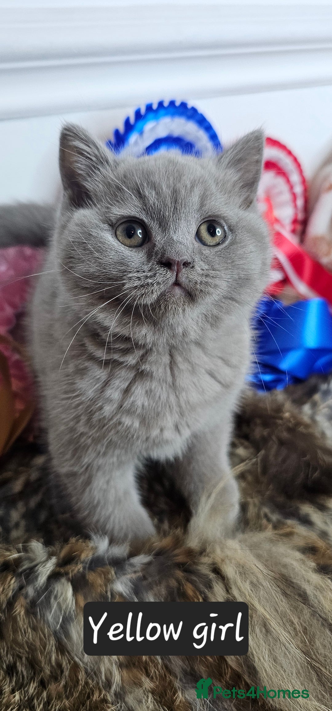 British Shorthair cats for sale: British short hair kittens - Advert 19