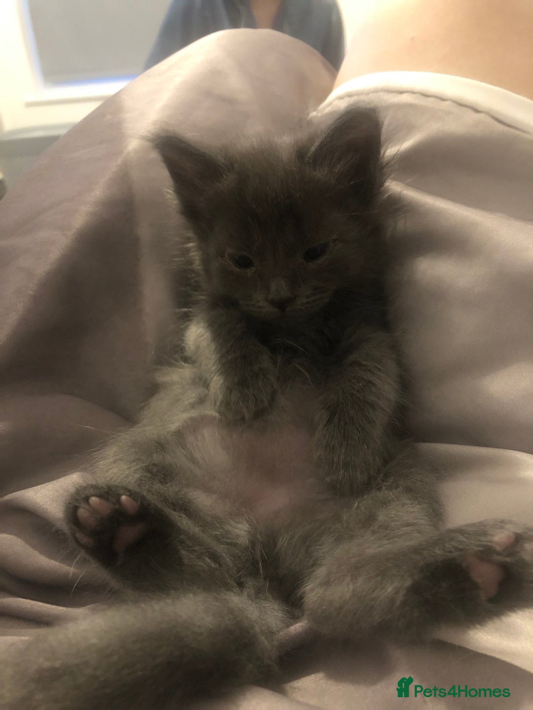 Maine Coon cats for sale: Gorgeous RagCoons - Advert 9