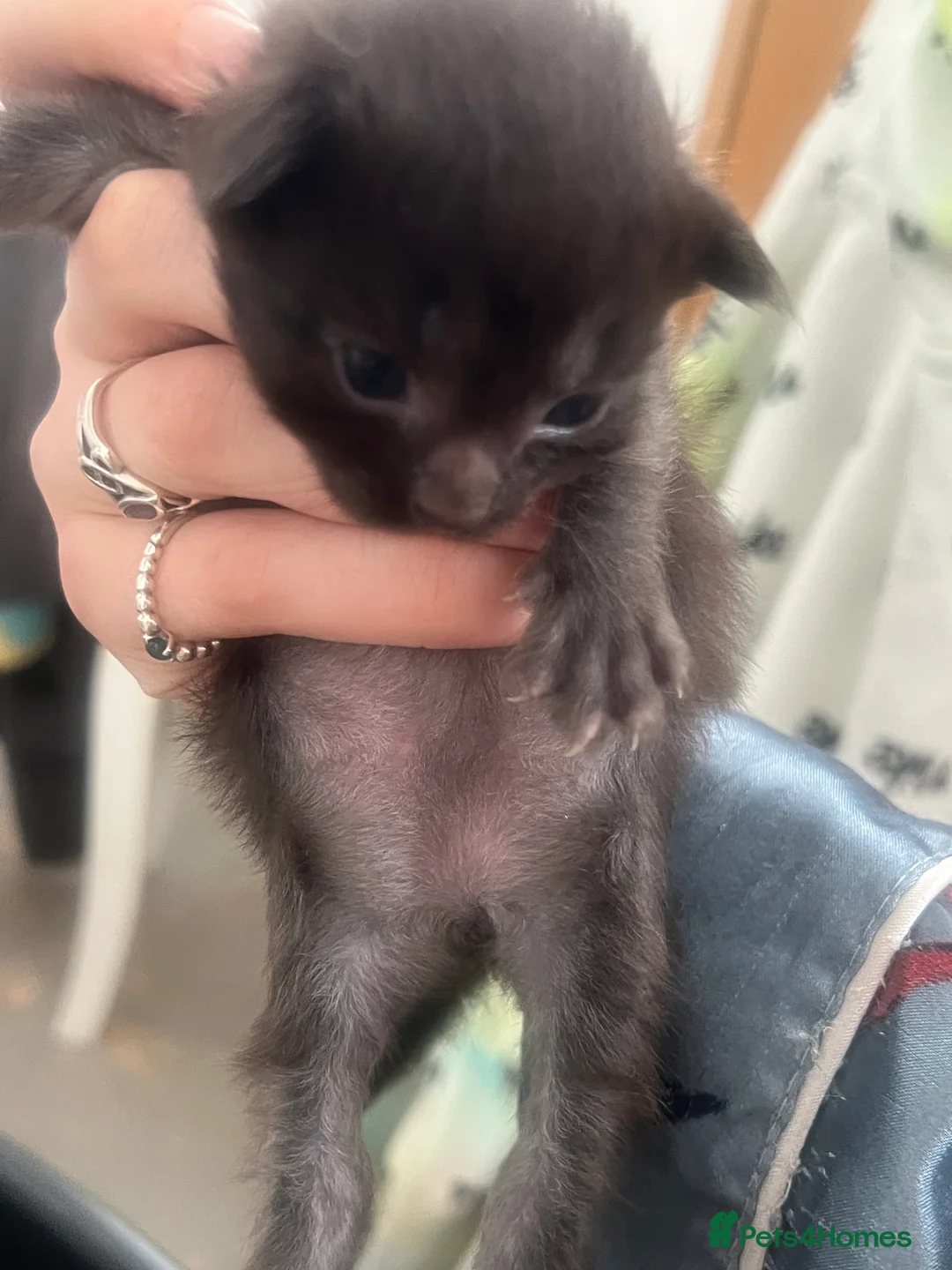 Maine Coon cats for sale: 4 beautiful maincoon mix tab kittens  - Advert 18