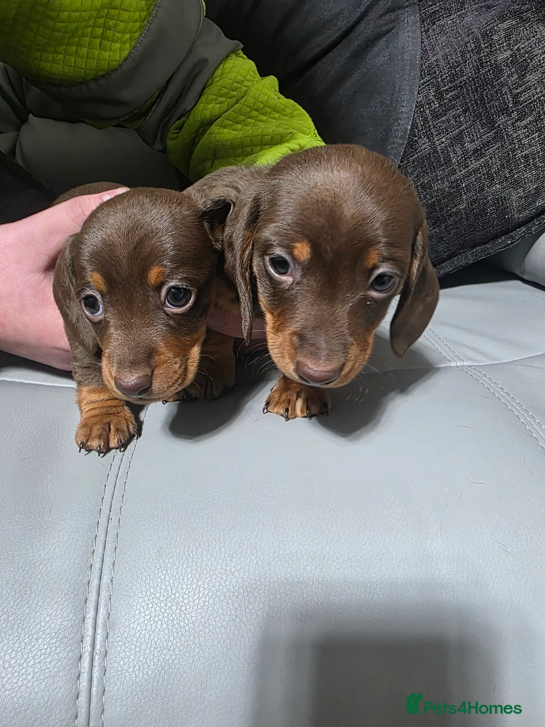 Miniature Dachshund dogs for sale: Miniture Daschunds (Kaninchens) - Advert 1