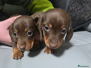 Miniature Dachshund dogs Miniture Daschunds (Kaninchens) - Advert 1