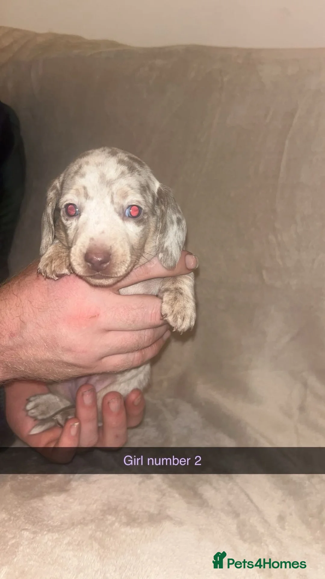 Miniature Dachshund dogs for sale: Miniature Dachshund Puppies for Sale  - Advert 3