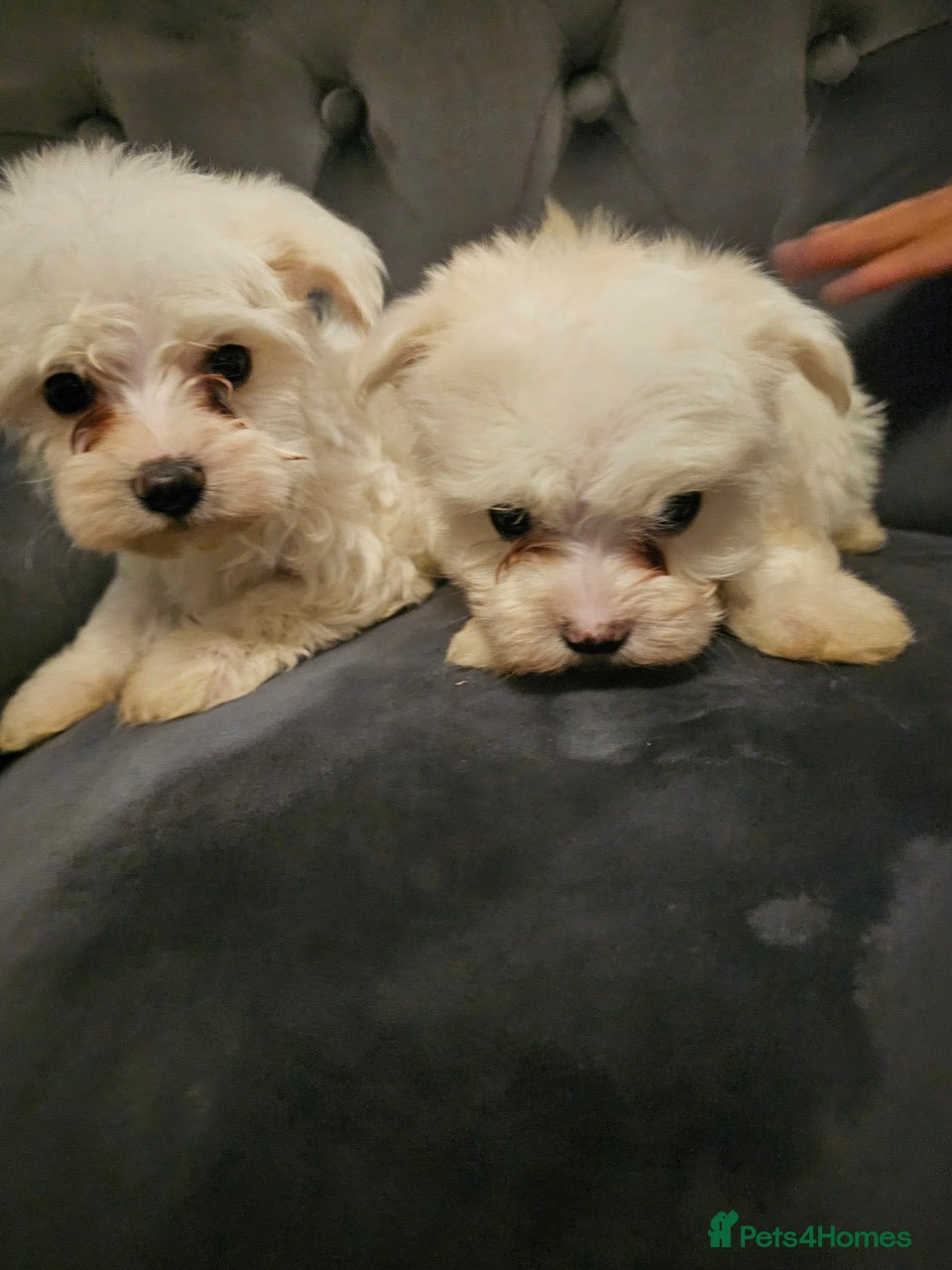 Maltese dogs Maltese Mini Puppies - Advert 4