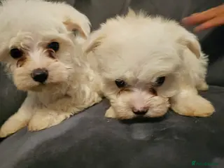 Maltese dogs Maltese Mini Puppies - Advert 4
