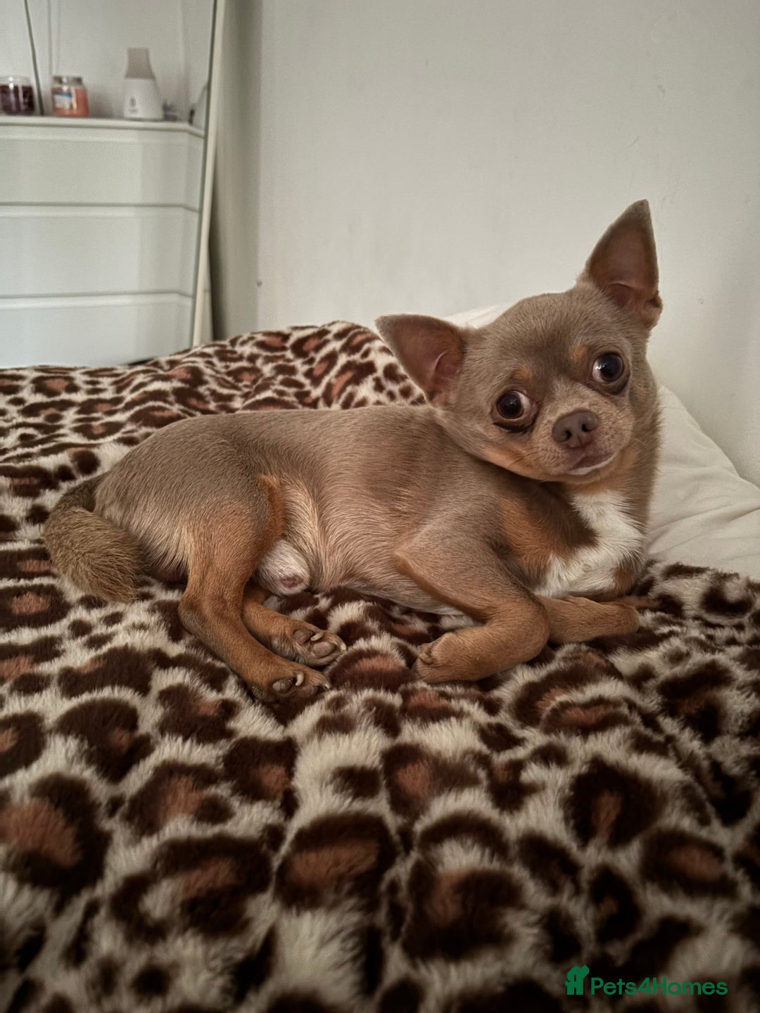 Chihuahua dogs for stud: For Stud Only (Frankie)  - Image 6