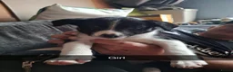 Border Collie dogs for sale: Border collie pups - Advert 2