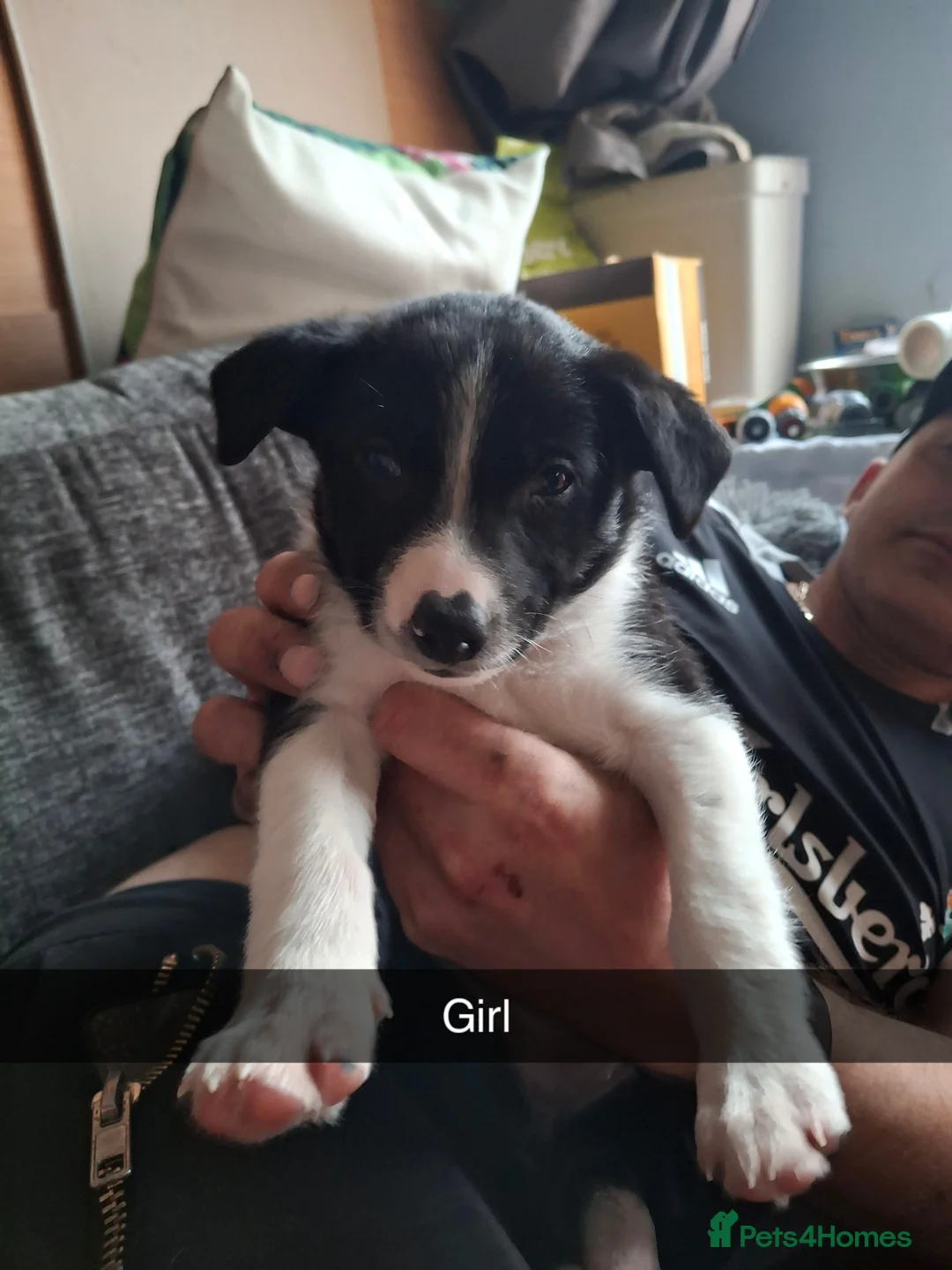 Border Collie dogs for sale: Border collie pups - Advert 2