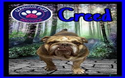English Bulldog dogs for sale: British bulldog  - Image 3