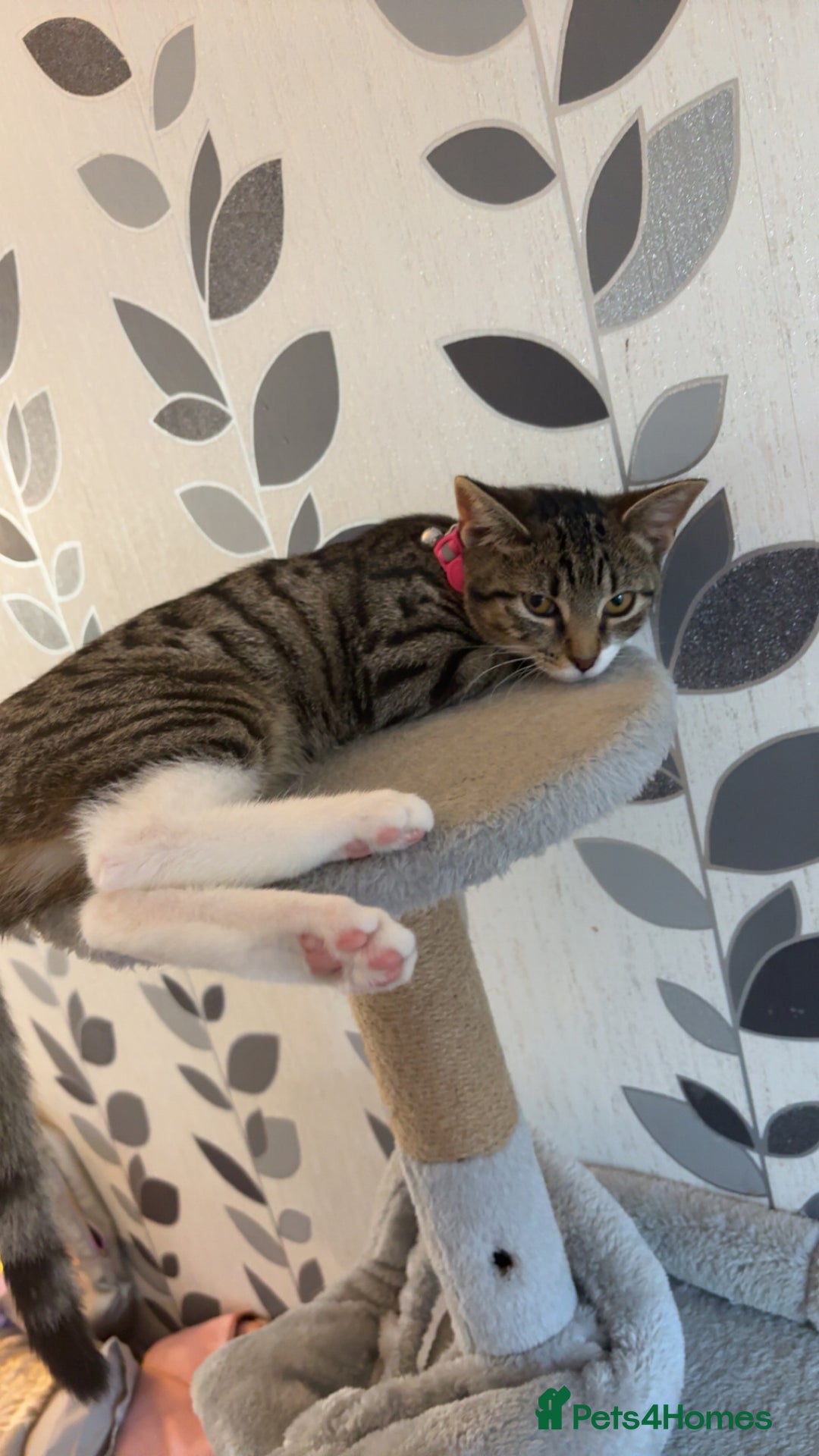 British Shorthair cats for sale: 2 kittens  - Image 1